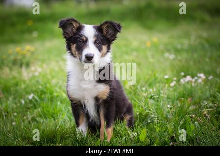 Border-Collie-Welpen Stockfoto