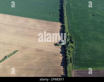 Ein Waldgürtel trennt mehrere Felder, Draufsicht. Agrarlandschaft, aus der Vogelperspektive. Stockfoto