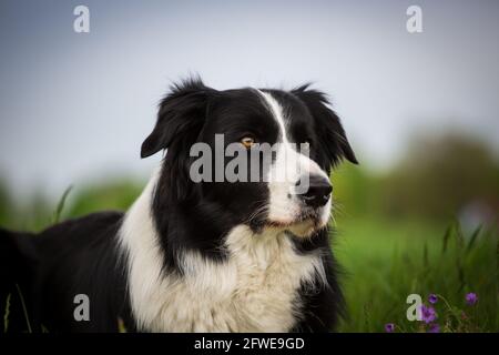 Border Collie Stockfoto