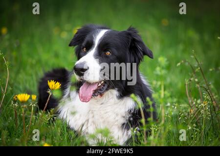 Border Collie Stockfoto