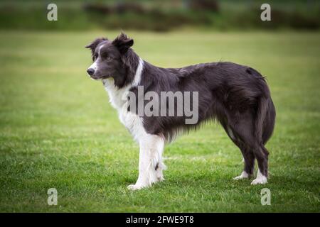 Border Collie Stockfoto