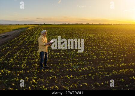 Der Seniorbauer steht in seinem wachsenden Maisfeld. Er untersucht gerade sein gesät Maisfeld. Stockfoto