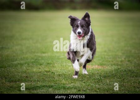 Border Collie Stockfoto