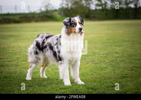 Australian Shepherd Stockfoto