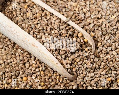 Holzlöffel auf Stapel von ungeschälten Scheunkel Hirse Samen Nahaufnahme Stockfoto