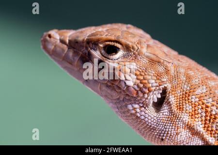 Saudische Randfingereidechse (Acanthodactylus gongrorhynchatus) Makrofotografie ganz aus der Nähe. Stockfoto