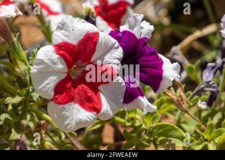 Pink, Rot und Lila mit weißen stiped Petunias (Petunia atkinsiana Hybrid) Nahaufnahme in der Sonne. Stockfoto