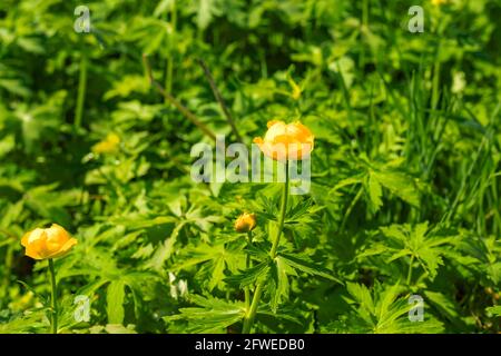 Globeflower gelbe Frühlingsblumen auf verschwommenem grünen Wiese natürlichen Hintergrund. Nahaufnahme. Speicherplatz kopieren. Stockfoto