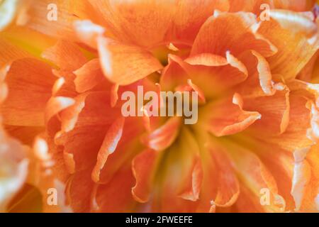 Makrofoto einer orangegelben Pfingstrose mit Tulpenblüten von oben gesehen. Botanischer Hintergrund. Geringe Schärfentiefe Stockfoto