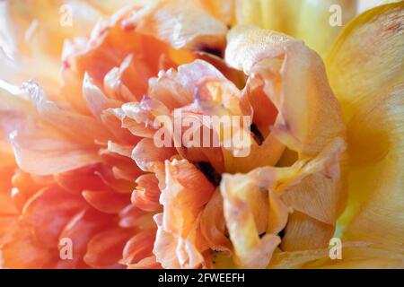 Makrofoto einer orangegelben Pfingstrose mit Tulpenblüten. Botanischer Hintergrund. Geringe Schärfentiefe Stockfoto