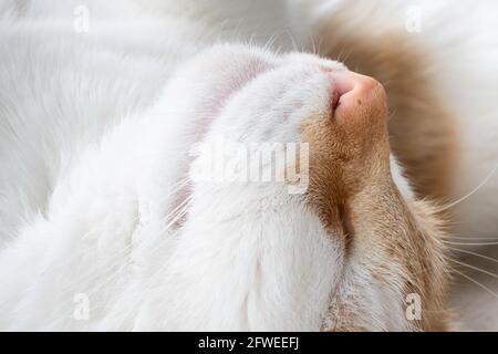 Rot-weiße Katze schläft bequem mit ihrem Kopf in der Luft. Hochformat. Konzentrieren Sie sich auf die Nase Stockfoto