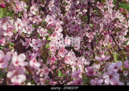 Prunus cerasifera - Kirschpflaume, Myrobalan Pflaumenbaum in Blüte Stockfoto