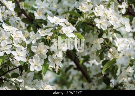 Sibirische Krabbe Apfelbaum Blüte - Malus baccata in Blüte Stockfoto