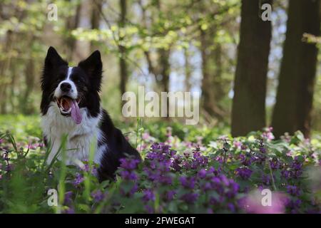 Der bezaubernde Border Collie mit der Zunge raus sitzt in Lamium im Wald. Niedlicher Schwarz-Weiß-Hund in Purple Dead-Nettle in Nature. Stockfoto