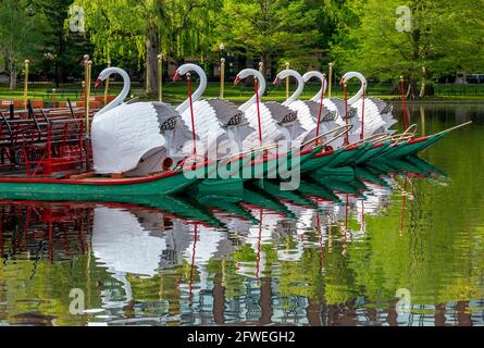 Morgenfoto der Schwanenboote im Teich im Boston Public Garden im Frühjahr. Stockfoto