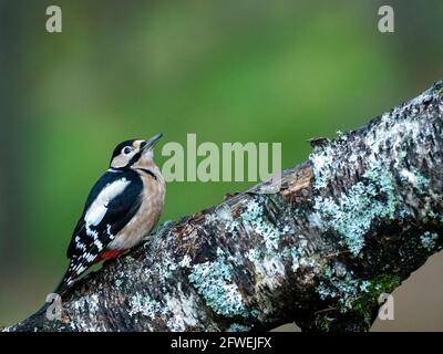 Great Spotted Woodpecker on a Tree, Großbritannien Stockfoto