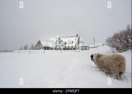 Hausschafe in der Nähe des Hauses im Schnee Stockfoto