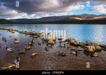 Stockenten am Loch Morlich mit den Cairngorm Mountains im Hintergrund Stockfoto