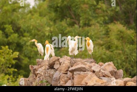 Vögel auf Felsen gelegen, Vogelfamilie, Gruppe von Paarvögeln Stockfoto