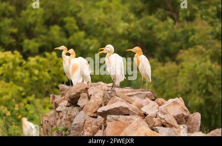 Vögel auf Felsen gelegen, Vogelfamilie, Gruppe von Paarvögeln Stockfoto