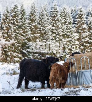 Hill Farm an einem Wintertag, Schottland Stockfoto