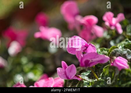 Nahaufnahme einer Cyclamen-Pflanze ( Cyclamen persicum ) mit Wassertropfen auf den Blütenblättern. Selektiver Fokus. Unscharfer Hintergrund Stockfoto