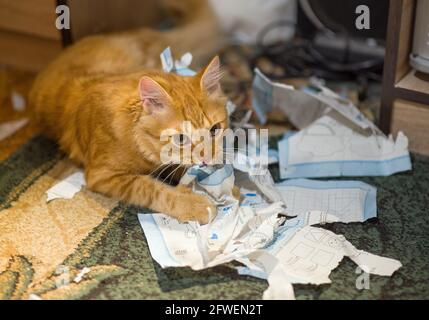 CAT riss wichtige Papiere auf und machte ein Chaos auf dem Boden. Nahaufnahme einer Ingwerkatze, die mit einem Stapel zerrissener Blätter der Zeitschrift auf einem Teppich spielt Stockfoto