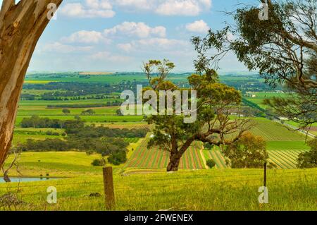 Barossa Valley von Mengler's Hill, South Australia, Australien Stockfoto