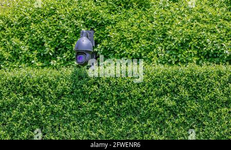 Große Sicherheitskamera in einer gut gepflegten privaten Hecke in East Hampton, NY Stockfoto