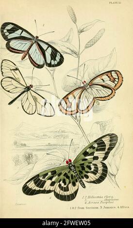 James Duncan - wunderschöne Schmetterlingsillustration aus der Naturalist Library Herausgegeben von Sir William Jardine -1858 - Platte 12 Stockfoto