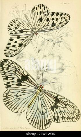 James Duncan - wunderschöne Schmetterlingsillustration aus der Naturalist Library herausgegeben von Sir William Jardine -1858 - Tafel 10. Stockfoto