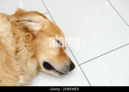 golden Retriever Hund liegt und schläft auf weißen Fliesen Stockfoto