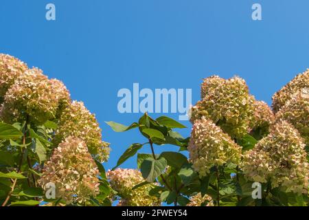Hortensienblüten in pyramidenförmiger abgerundeter Form mit Zitronenblättern mit blassrosa Spitzen auf einem Hintergrund von reinem hellblauem Morgenhimmel. Natürliche Orga Stockfoto