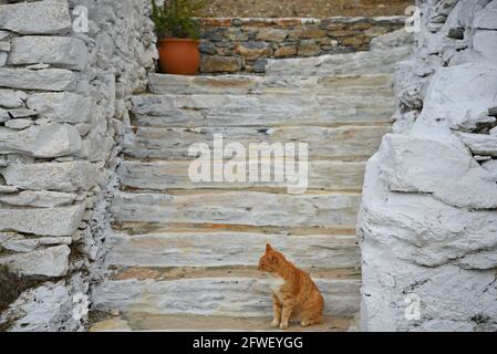 Malerische Landschaft mit einem Kitty auf einem ländlichen Haus weiß getünchten Steinstufen in Amorgos Insel, Kykladen Griechenland. Stockfoto