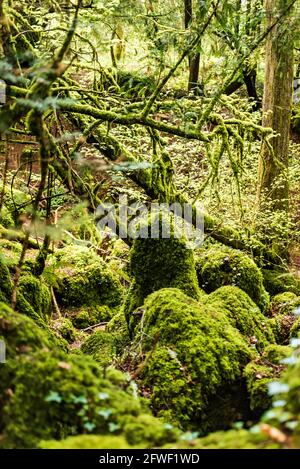 Puzzlewood uralter Wald im Wald von Dean, der für viele Film- und fernsehshootings verwendet wurde, einschließlich Star Wars The Force Awakens und Dr Who. Stockfoto