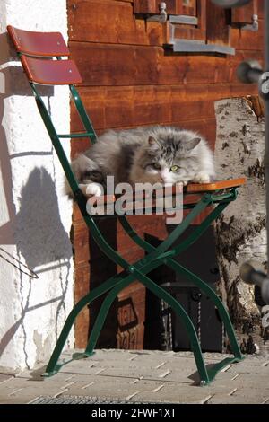 Schöne graue und weiße langhaarige Katze sitzt auf einem Stuhl in der Sonne Stockfoto