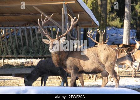 Beeindruckender Buck mit schönen Geweihen, die seine Herde bei A überblicken Einfüllstelle Stockfoto