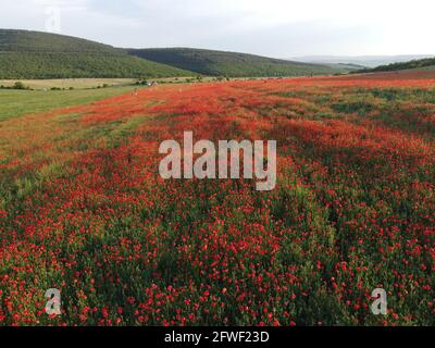 Luftaufnahme auf einem großen Feld mit roten Mohnblumen und grünem Gras bei Sonnenuntergang. Schöne Feld scharlachrote Mohnblumen Blumen mit selektivem Fokus. Rote Mohnblumen in weichem Stockfoto