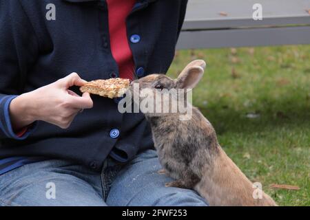 Braunes Kaninchen, das über den Schoß einer Frau greift, um das zu essen Brot aus ihrer Hand Stockfoto