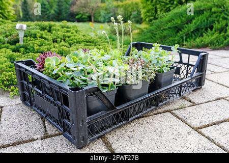 Schachtel mit verschiedenen Sukkkulenten im Garten. Freizeit Stockfoto