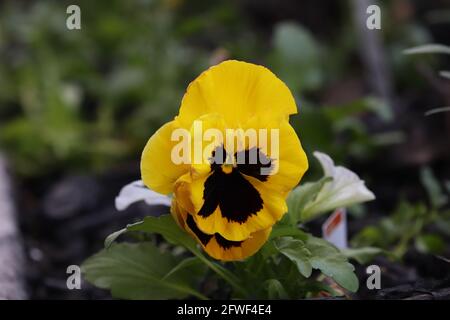 Blume Stockfoto