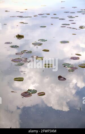 Lily stieped auf dem Wasser mit dem Himmel gegossen IT Stockfoto