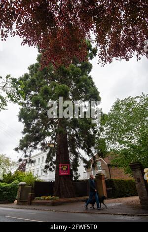 Datchet, UK. Mai 2021. Planungsoffiziere aus dem Royal Borough of Windsor und Maidenhead haben Direct Line die Erlaubnis erteilt, einen beliebten 170 Jahre alten Wellingtonia-Baum im Dorf Datchet zu fallen. Der Baum hat einen TPO und befindet sich in einem geschützten Schutzgebiet neben der Themse. Der Baum soll an einer Absenkung auf einem nahegelegenen Grundstück beteiligt sein, aber es besteht Zweifel daran, dass dies die Hauptursache ist. Es stehen Lösungen zur Lösung der Absenkung zur Verfügung, wodurch der Baum gerettet werden könnte. Quelle: Maureen McLean/Alamy Live News Stockfoto