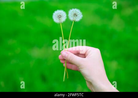 Handhaltung der Handlungendelionen . Trockene Blüten auf grünem Hintergrund Stockfoto