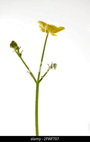 Gewöhnlicher Butterbecher (Ranunculus acris) Fotografiert im Studio vor einem schlichten weißen Hintergrund Stockfoto