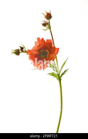 Schöne leuchtend rote Geum Blume (Rosaceae-Arten) vor einem schlichten weißen Hintergrund fotografiert Stockfoto