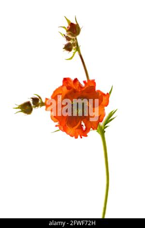 Schöne leuchtend rote Geum Blume (Rosaceae-Arten) vor einem schlichten weißen Hintergrund fotografiert Stockfoto