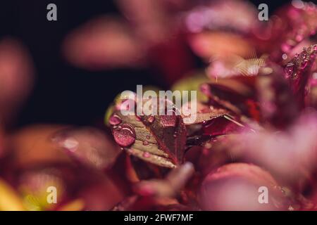 Rote Amaranth-Mikrogrüns, die im Boden angebaut werden Stockfoto