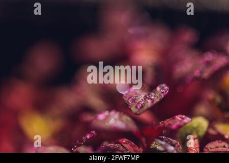 Rote Amaranth-Mikrogrüns, die im Boden angebaut werden Stockfoto