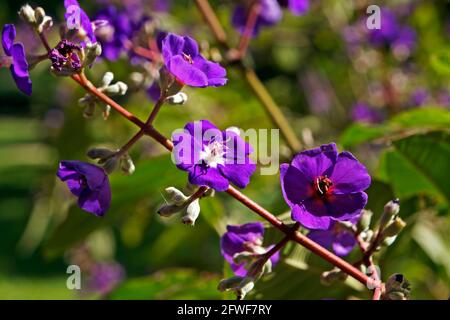 Prinzessinnen-Blumen (Tibouchina multiflora) im Garten Stockfoto